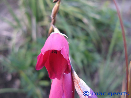 Dierama Blackbird